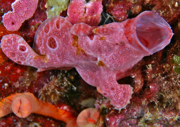 オオモンカエルアンコウ