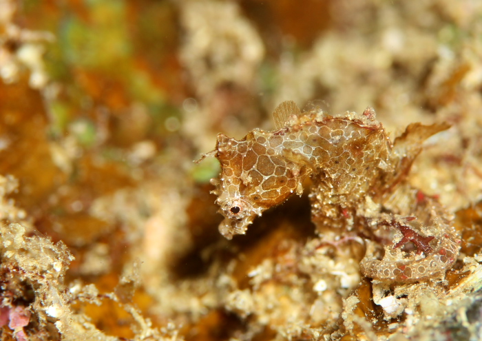 ジャパニーズピグミーシーホース