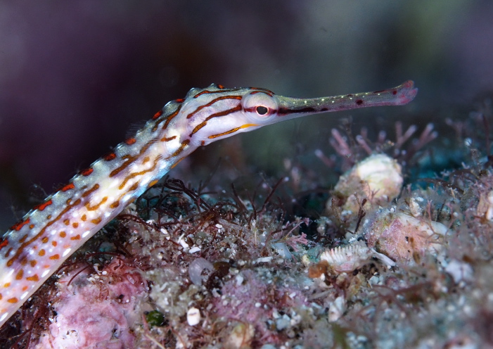 クチナガイシヨウジ