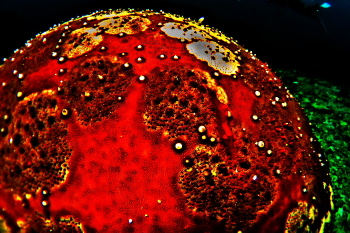 ヒトデヤドリエビ