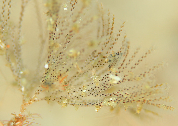 ツノザヤウミウシ