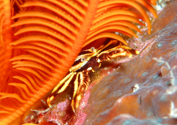 コマチコシオリエビ