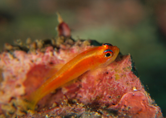 ヒメニラミベニハゼ