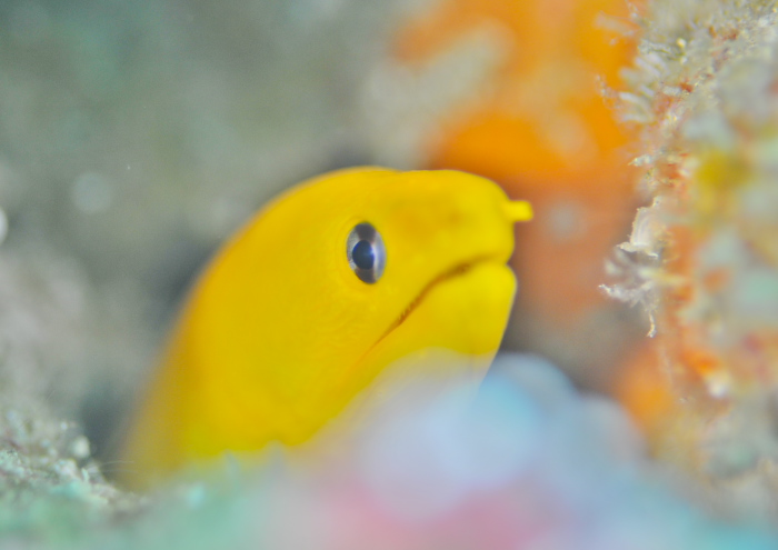 ゴールデンイールモレイ