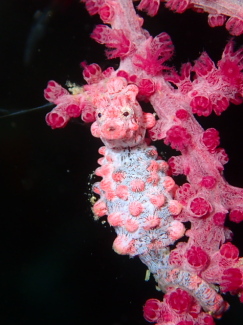 ピグミーシーホース