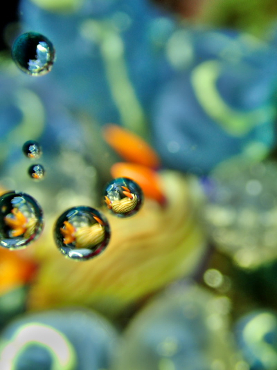 クロスジリュウグウウミウシ　えく