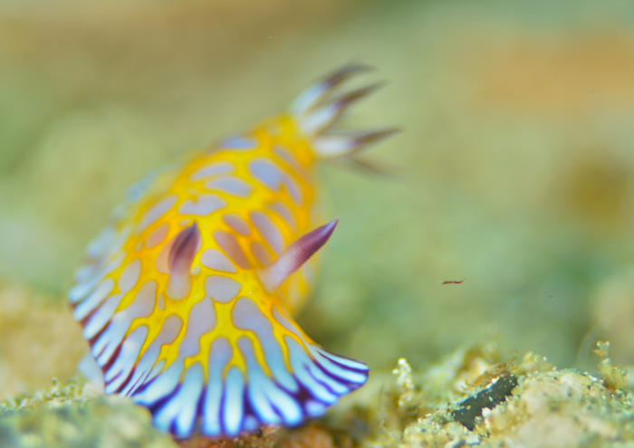 ボブサンウミウシ