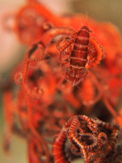 テヅルモヅルカクレエビ