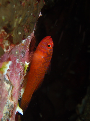 オキナワベニハゼ