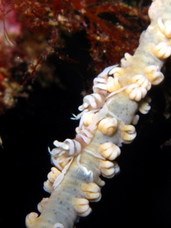 ムチカラマツエビ