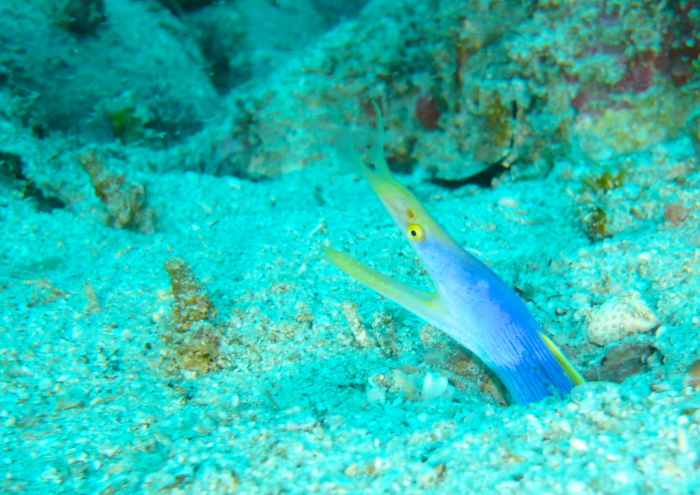 ハナヒゲウツボ