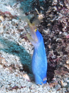 ハナヒゲウツボ