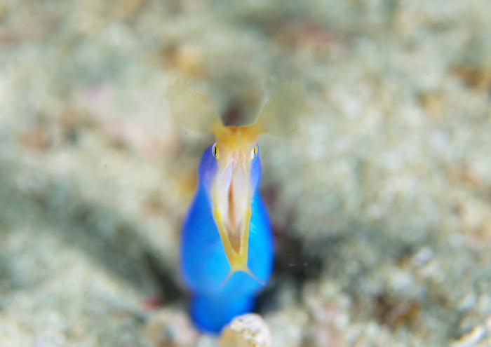 ハナヒゲウツボ