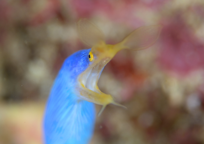 ハナヒゲウツボ