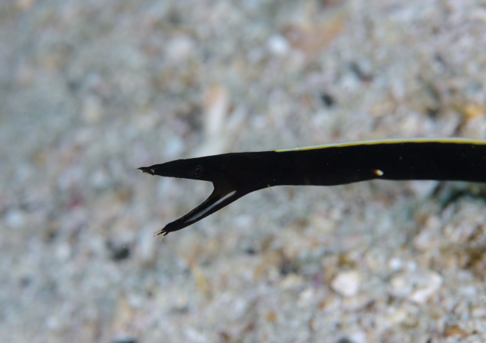 ハナヒゲウツボ