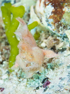 ウルマカエルアンコウ