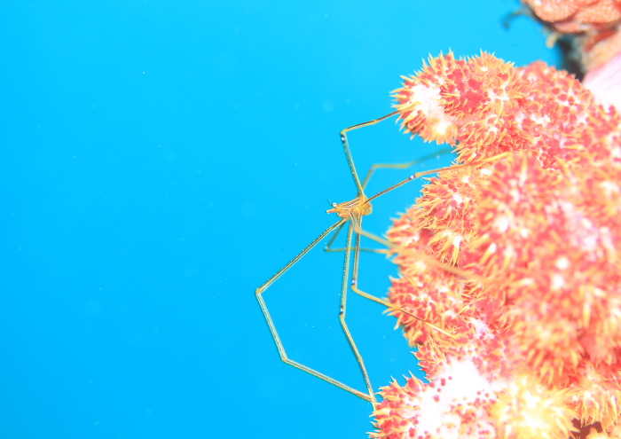 オルトマンワラエビ