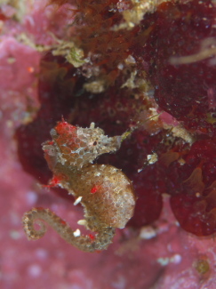 ジャパニーズピグミーシーホース