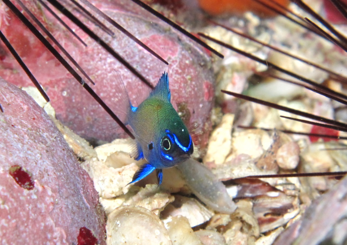 アマミスズメダイ