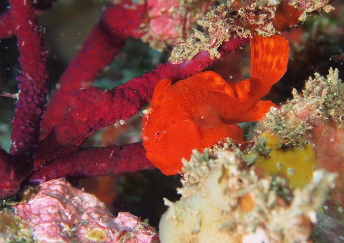 イロカエルアンコウ