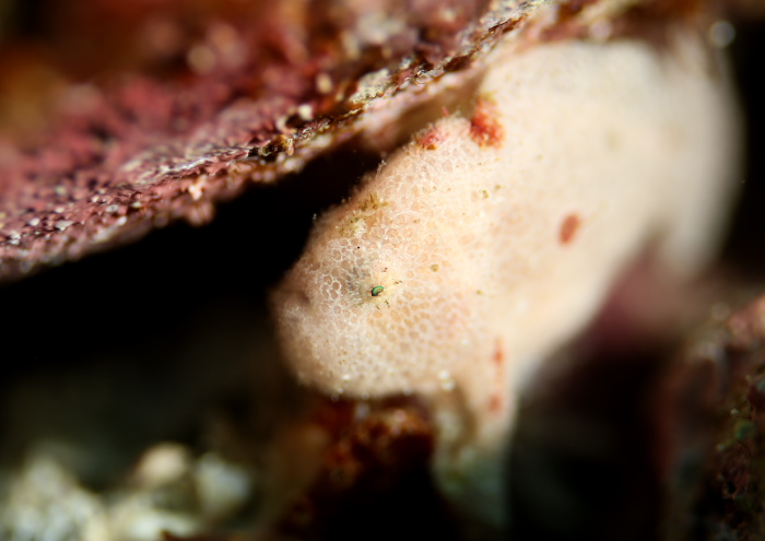 エナガカエルアンコウ