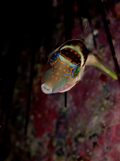 ハナキンチャクフグ