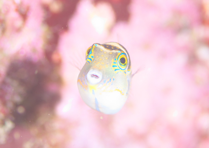 ハナキンチャクフグ