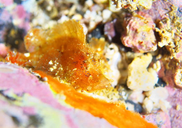 ニセボロカサゴ!?