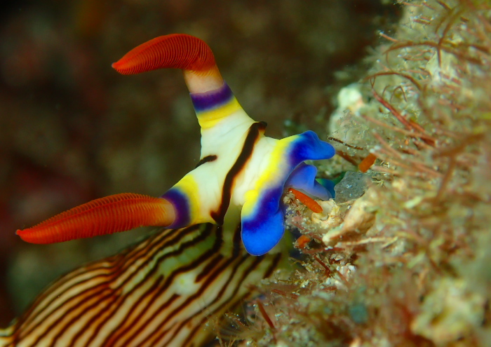 クロスジリュウグウウミウシ