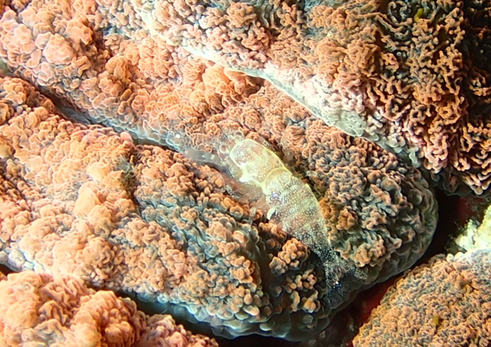 ワライヤドリエビ