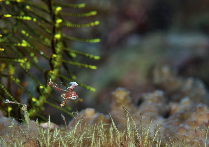 セジロノドグロベラ