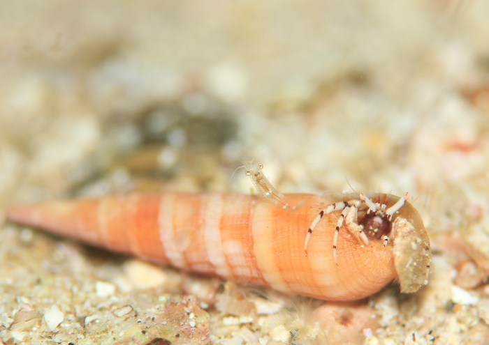 ディオゲネス・ビラモウス