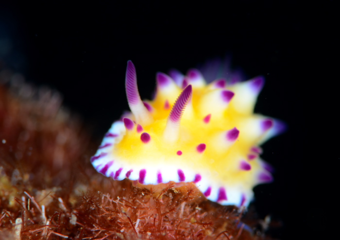 レンゲウミウシ