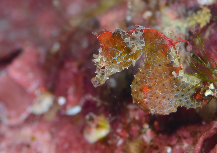 ジャパニーズピグミーシーホース