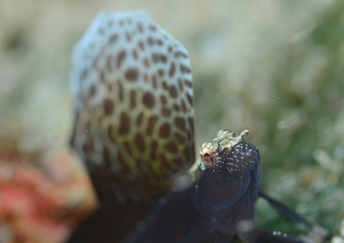 ホタテツノハゼ