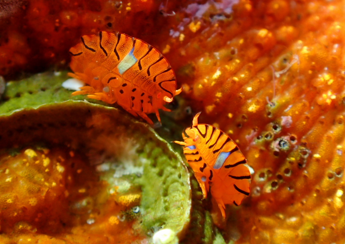 ホムラスベヨコエビ