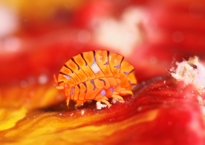 ホムラスベヨコエビ