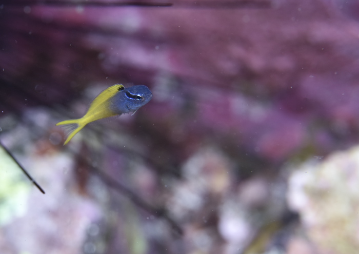 オウゴンニジギンポ