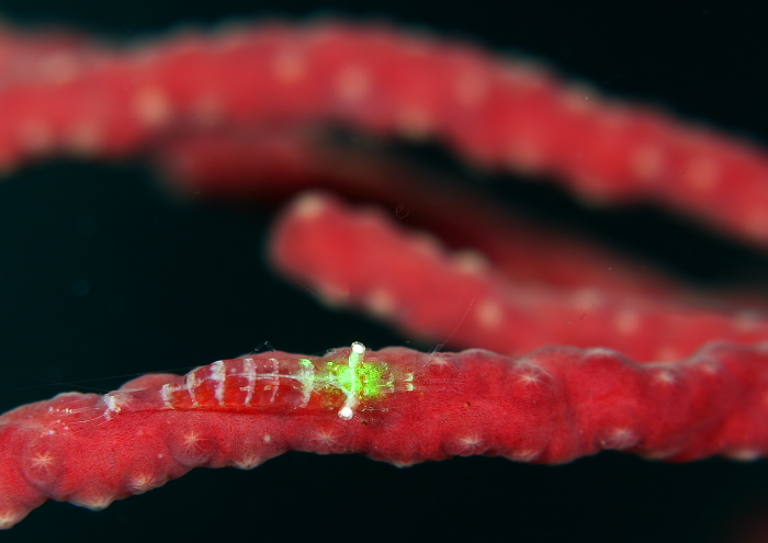 イソバナカクレエビ