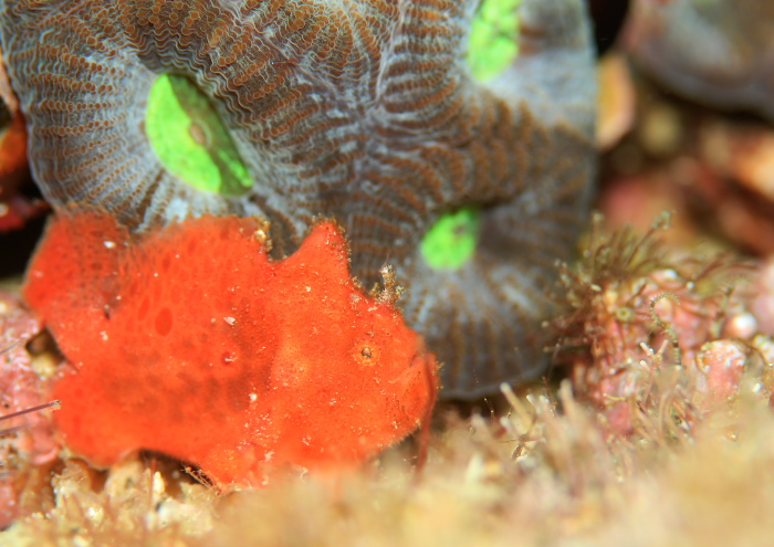 ベニカエルアンコウ