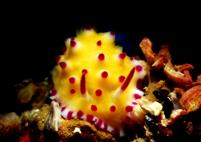 スミレウミウシ