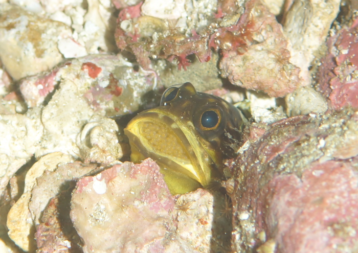 ジョーフィッシュ