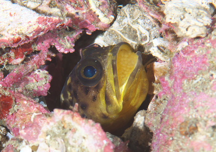 ジョーフィッシュ