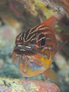 キンセンイシモチ