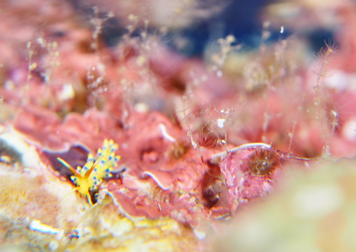 ミノウミウシの仲間