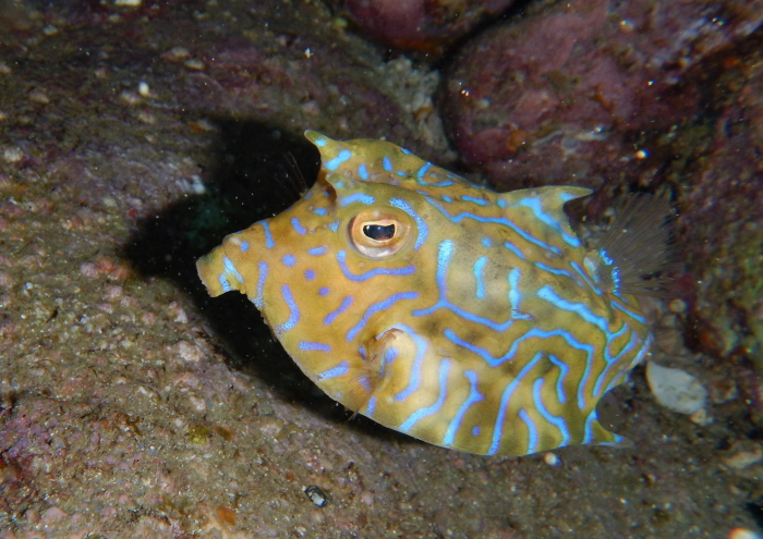 シマウミスズメ