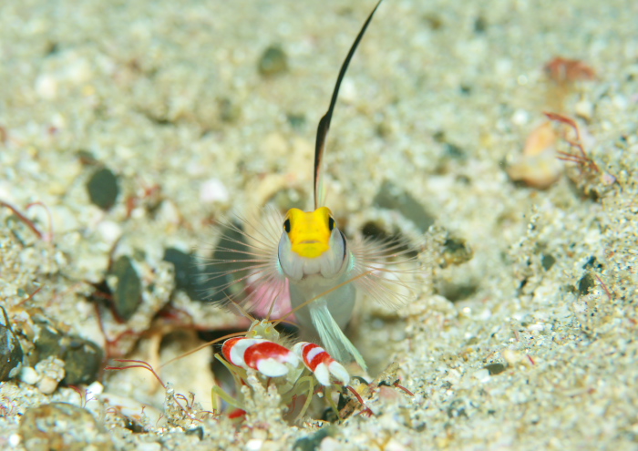 ヒレナガネジリンボウ