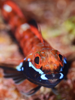 ヨゴレヘビギンポ