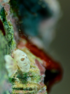 スカルヨコエビ