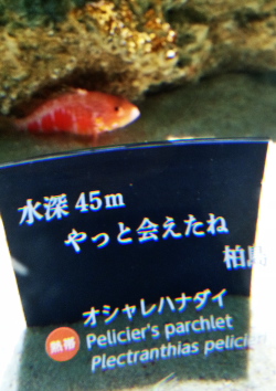 オシャレハナダイ